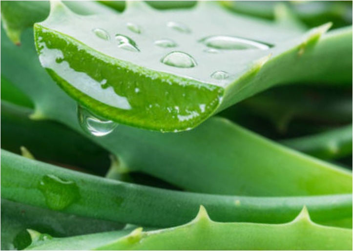 Aloe vera is widely used in skincare products