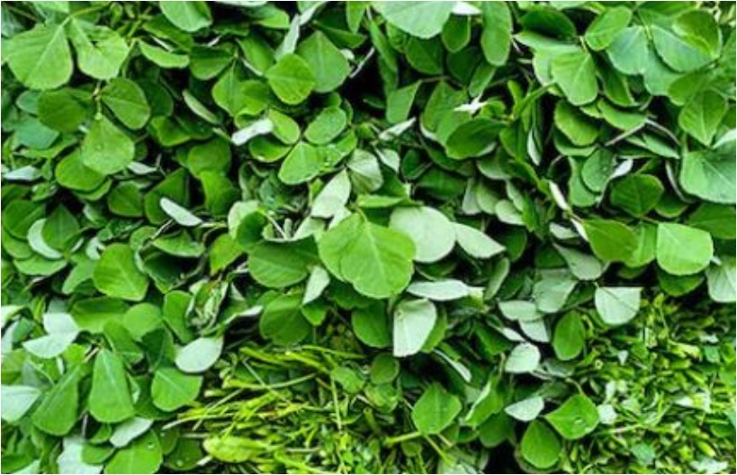 Methi, also known as fenugreek, is a popular culinary and medicinal herb