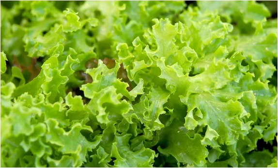 Lettuce is a commonly used leafy green vegetable