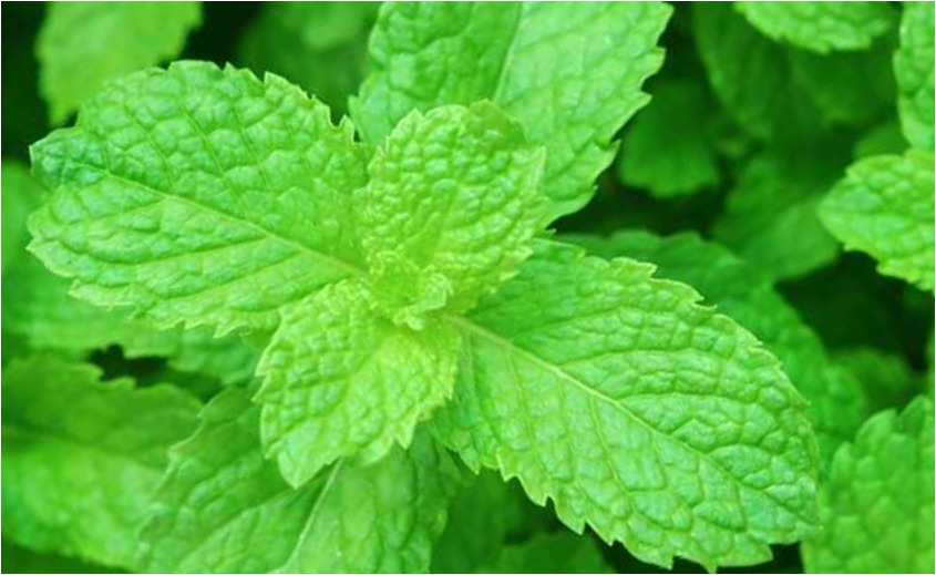 Peppermint is a natural and effective home remedy to alleviate a sore throat