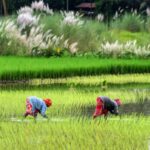 Inflation burden eases for farm and rural labourers