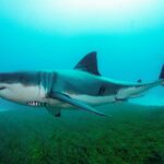 Man dies after shark attack off Australia coast