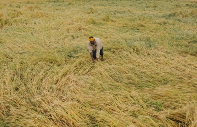 TN Delta farmers struggle with high harvest machine rents, crop losses amid unseasonal rains