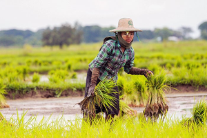 Myanmar: Agriculture project benefits over 5,000 farmers