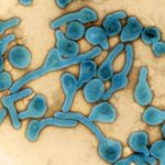 Tanzania declares end of second Marburg virus disease outbreak