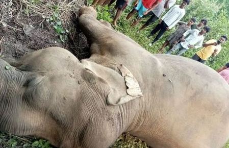 Four elephant deaths in 35 days raise alarm in Jharkhand’s Kolhan division