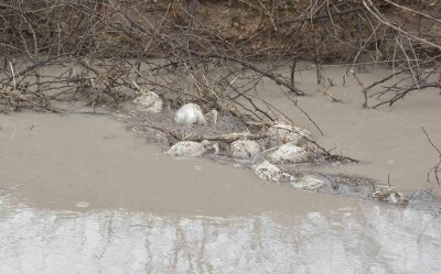 Climate, wildlife key predictors of bird flu outbreaks in Europe: Study