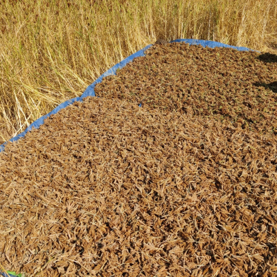 India’s millet standard gains recognition at global meet in Rome