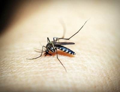 WHO-recommended spatial repellants effective for tackling malaria: Study