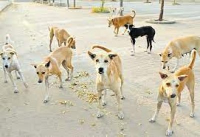 National Rabies Control Programme strengthening surveillance of dog bites in all states