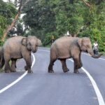 Coimbatore forest officials turn to AI, thermal cameras to tackle rising elephant raids in neighbourhood