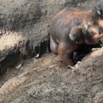 <div>Tusker found dead in unmaintained elephant-proof trench near TN’s Mettupalayam</div>