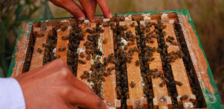 <div>‘Sweet Revolution’: India becomes world’s 2nd largest honey exporter</div>