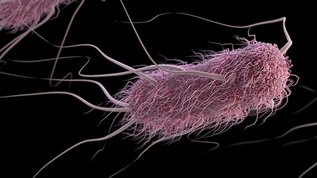 Antimicrobial peptides can curb Salmonella, E. coli and help combat AMR: Study