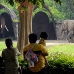 Delhi zoo to reopen tomorrow after 2-month closure due to infection