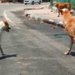Civic bodies working extra time after SC order on stray dogs