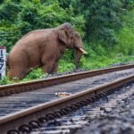 NFR loco pilots’ exemplary vigilance prevents wild elephant mishaps