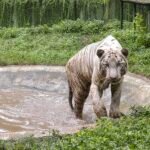 Sundarbans to remain shut on Dec 11 for tiger census