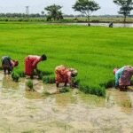 <div>Farmers in TN’s two districts seek extension of Nov 15 crop insurance deadline</div>