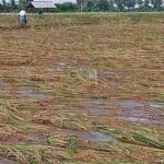Heavy rains damage over 14,000 acres of ready-to-harvest paddy in TN delta districts