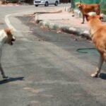 Removing all stray dogs in state impractical: Kerala Minister M.B. Rajesh