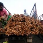 <div>Erode’s turmeric farmers to go digital with e-NAM for better price realisation</div>