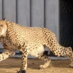 African female Cheetah and two cubs to be released in Kuno open forest tomorrow
