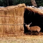 Room heaters, sacrum grass thatch for zoo inmates in Punjab