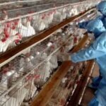<div>Heightened measures in TN’s Namakkal as bird flu cases emerge in Kerala</div>