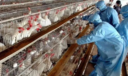 <div>Heightened measures in TN’s Namakkal as bird flu cases emerge in Kerala</div>