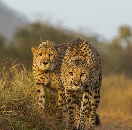 MP boasts 32 cheetahs in just three years: CM Yadav