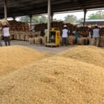 TN delta dists tighten vigil at paddy procurement centres as samba harvest gains momentum