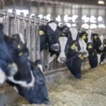Dutch authorities find bird flu antibodies in a cow, no active H5N1 virus detected