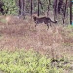 <div>Cheetahs transported from Botswana released at MP’s Kuno National Park</div>