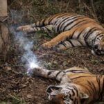 <div>Two tigers found dead in MP’s Shahdol, forest dept says probe underway</div>