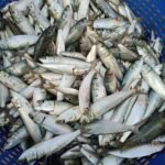 Meghalaya bans illegal import and sale of fish from Bangladesh