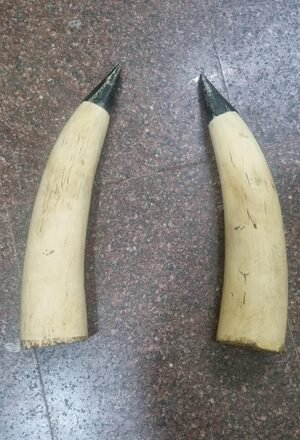 Elephant tusks worth Rs 2 crore stolen from high-security military camp in Kerala