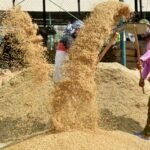 Adequate procurement centres set up, says TN govt as Samba, paddy harvest gains momentum