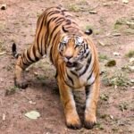 <div>Another fishermen killed in tiger attack in West Bengal’s Sundarbans</div>