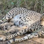 Kuno National Park welcomes three more cheetah cubs boosting population to 38