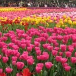 NDMC to inaugurate annual Tulip Festival 2026 tomorrow