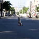 Chennai cracks down on unlicensed pets, over 73,000 dogs microchipped amid safety concerns