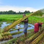 <div>‘MSP hike for raw jute – a major boost for West Bengal’s jute farmers’: BJP</div>