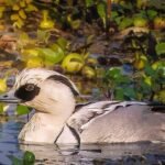 <div>Over 1 lakh migratory water birds of 107 species recorded in Assam’s Kaziranga: Survey</div>