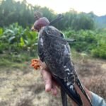 <div>Amur falcons tagged in Manipur reach Africa; three birds tracked in Somalia, Zimbabwe & Botswana</div>