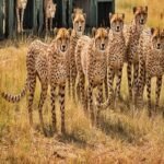 Madhya Pradesh: Third batch of cheetahs to arrive in Kuno from Botswana