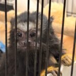 Illegal exotic animal, bird breeding and sale racket busted in Gujarat