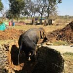 Elephant falls into well in Jharkhand’s Khunti town, rescued safely