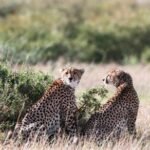 Cheetah from Kuno National Park reaches Rajasthan village, triggers panic