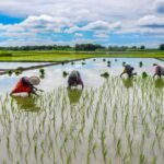 El Nino likely to add to existing inflationary pressures, buffer stocks well-positioned: Eco Review